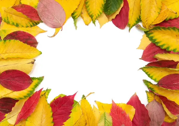 Group Colorful Autumn Leaves Isolated White Background — Stock Photo, Image