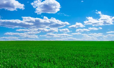 Yeşil çimen alanı ve parlak mavi gökyüzü