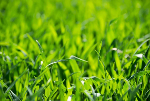 Grünes Gras Von Einem Feld — Stockfoto