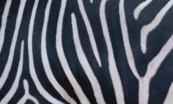 Natural texture of the zebra skin.