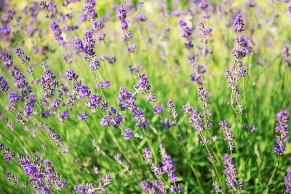 Enfoque Selectivo Suave Flor Lavanda Hermosa Flor Lavanda Verano —  Fotos de Stock