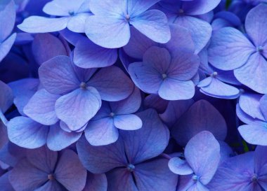 Mavi ortanca arka planı. Hortensiya çiçek yüzeyi.