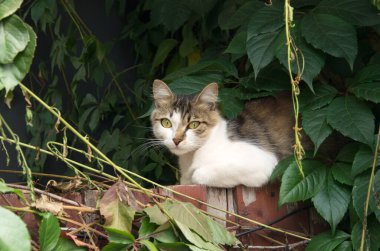 Aniden bir adam gören sokak kedisi