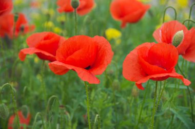 Kırmızı gelincikler tarlası