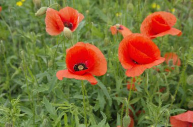 Kırmızı gelincikler tarlası