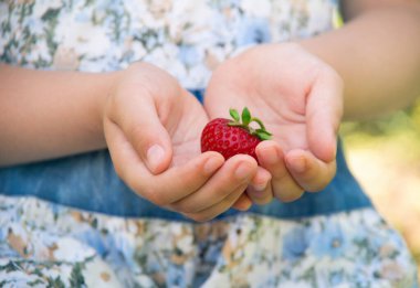 Bir çocuğun ellerinde taze çilekler.