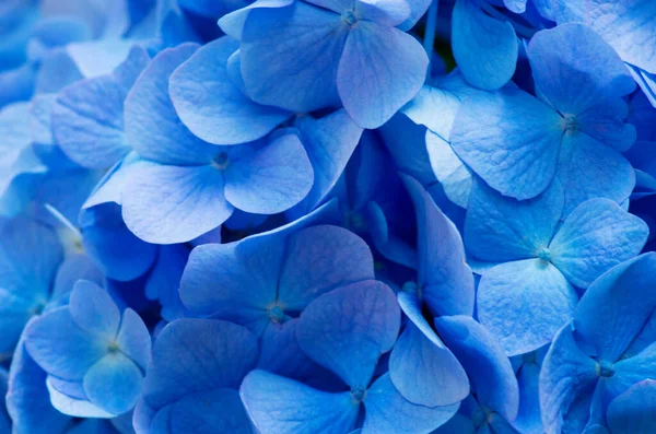 Fondo Azul Hortensias Hortensia Flores Superficie —  Fotos de Stock