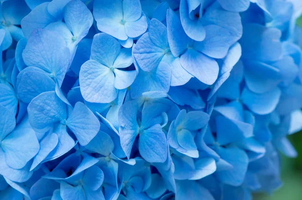 Blå Hortensia Bakgrund Hortensia Blommor Yta — Stockfoto