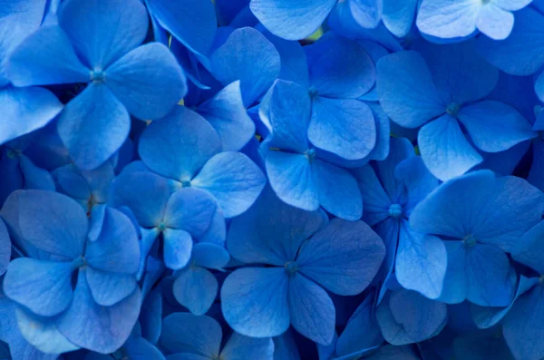 Fondo Azul Hortensias Hortensia Flores Superficie —  Fotos de Stock