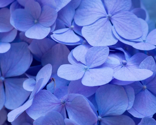 Mavi Ortanca Arka Planı Hortensiya Çiçek Yüzeyi — Stok fotoğraf