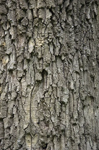 树皮背景纹理 — 图库照片