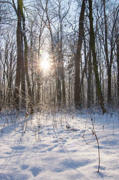 Pôr Sol Fundo Floresta Inverno — Fotografia de Stock