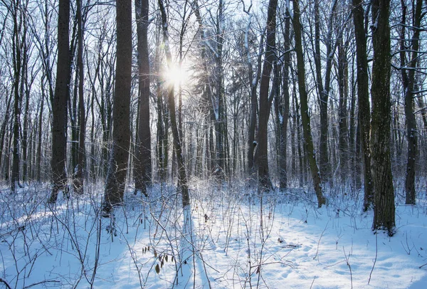 Bela Paisagem Inverno Floresta — Fotografia de Stock