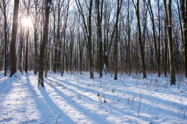 Bela Paisagem Inverno Floresta — Fotografia de Stock