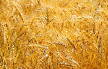 Yazın sonunda tamamen olgunlaşmış buğday tarlaları