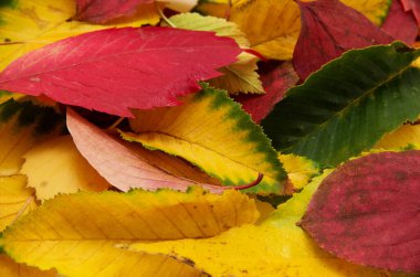 Renkli sonbahar yaprakları grubu