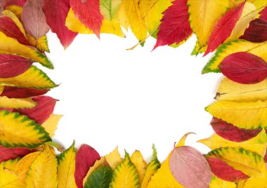 Beyaz arkaplanda izole edilmiş renkli sonbahar yaprakları grubu