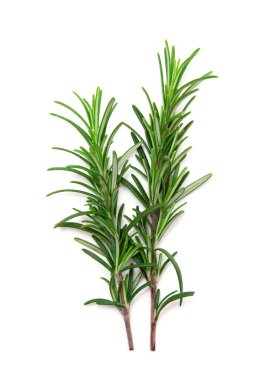 Beyaz arka planda bir dal biberiye