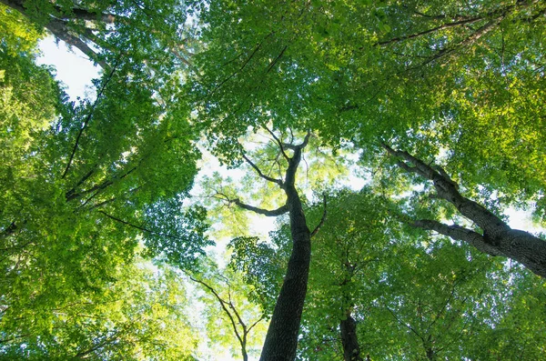 Природа Зеленый Лес Солнечные Лучи — стоковое фото