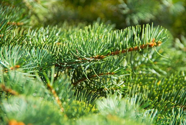 緑のモミの木や松の枝 — ストック写真