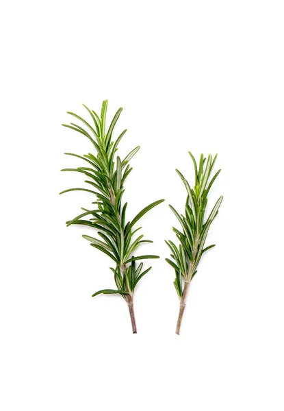 Twig Rosemary White Background — Stock Photo, Image