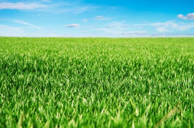 Yeşil çimen alanı ve parlak mavi gökyüzü