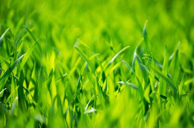 Bir tarladan yeşil çimen dokusu