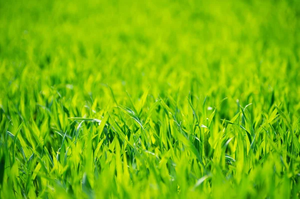 Textura Hierba Verde Campo — Foto de Stock