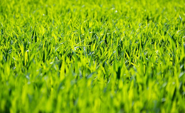 Grünes Gras Von Einem Feld — Stockfoto