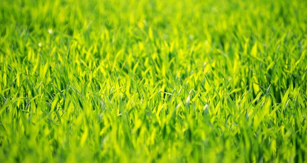 Textura Hierba Verde Campo —  Fotos de Stock