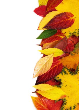 Beyaz arkaplanda izole edilmiş renkli sonbahar yaprakları grubu