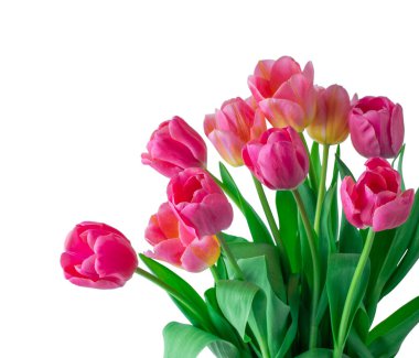 Beyaz arkaplanda pembe lale.