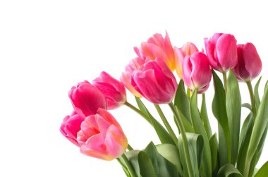 Beyaz arkaplanda pembe lale.