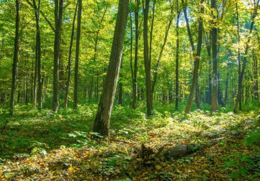 Baharda güzel yeşil orman