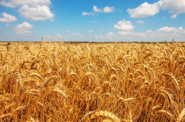 Buğday tarlası ve bulutlu mavi gökyüzü