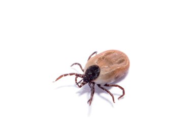 health danger disease carrier ticks clipart