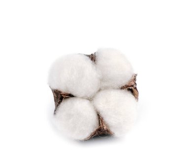 Beyaz arkaplanda yalıtılmış pamuk bitkisi