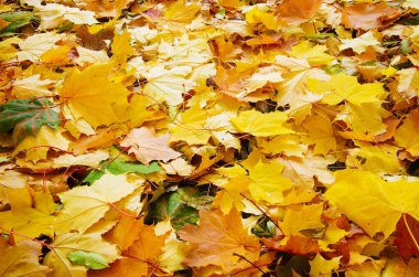 Akçaağaç arkaplan dokusunu terk eder