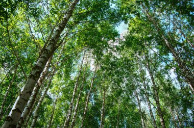 Yaz huş ağacı ormanı geçmişi