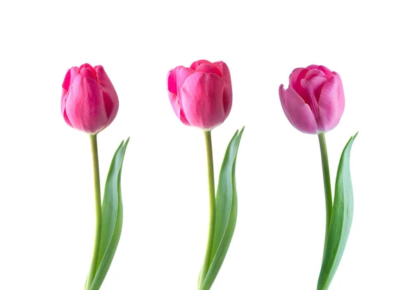 Flor Tulipa Rosa Isolada Fundo Branco — Fotografia de Stock