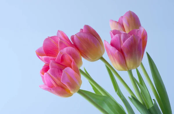 Rosa Tulpe Auf Dem Hintergrund — Stockfoto