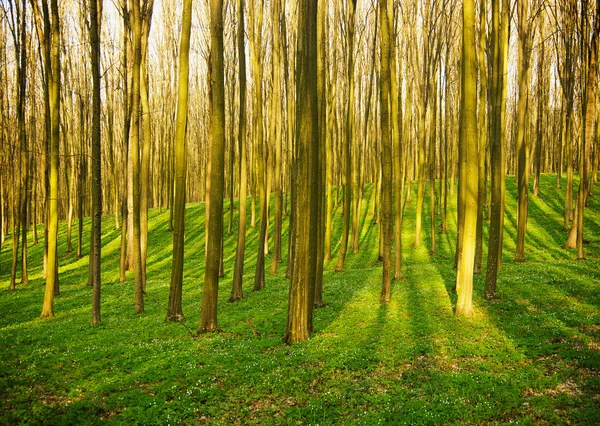 Δάσος Χωρίς Φύλλα Στις Αρχές Της Άνοιξης — Φωτογραφία Αρχείου