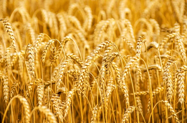 Campos Trigo Final Verão Totalmente Maduros — Fotografia de Stock