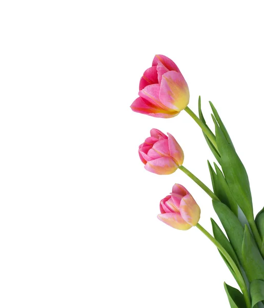 Tulipa Rosa Fundo Branco — Fotografia de Stock