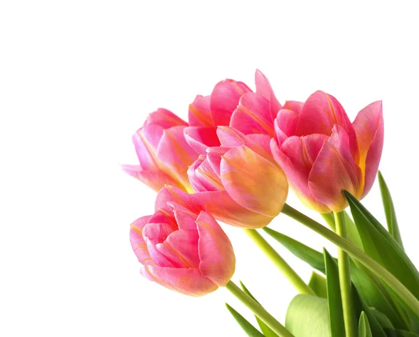 Tulipa Rosa Fundo Branco — Fotografia de Stock