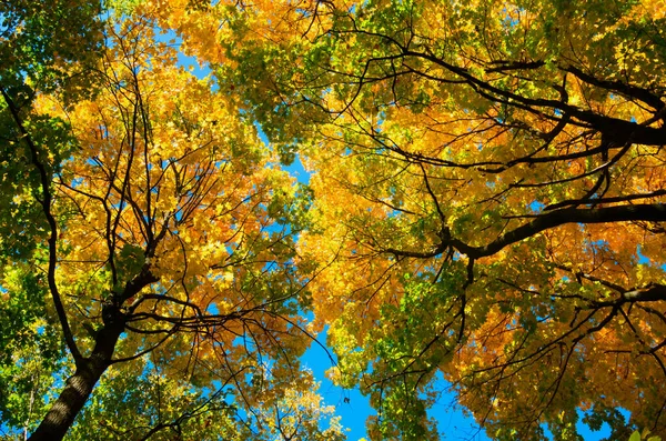 Folhas Outono Com Fundo Azul Céu — Fotografia de Stock