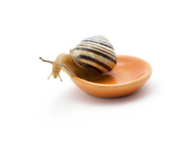Snail Plate Isolated White Background — Stock Photo, Image