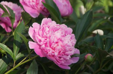 Çiçek açmış korkunç şakayık.