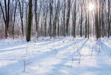 Kışın büyülü karlı orman.