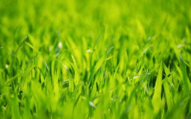 Bir tarladan yeşil çimen dokusu